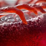 Halloween Scary Good Sour Cherry Punch