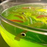 Halloween Witch’s Brew Punch